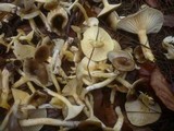 Hygrophorus hypothejus image