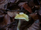 Hygrophorus lucorum image