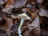 Hygrophorus lucorum image