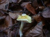Hygrophorus lucorum image