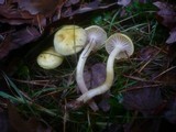 Hygrophorus lucorum image