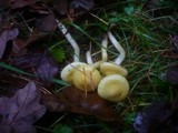 Hygrophorus lucorum image