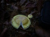 Hygrophorus lucorum image