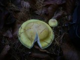 Hygrophorus lucorum image