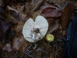 Hygrophorus lucorum image