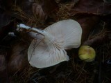 Hygrophorus lucorum image