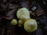 Hygrophorus lucorum image