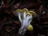 Hygrophorus lucorum image