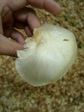 Megacollybia platyphylla image