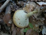 Polyporus tuberaster image