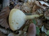 Polyporus tuberaster image
