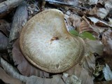 Polyporus tuberaster image