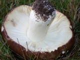 Russula graveolens image