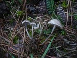 Mycena aetites image