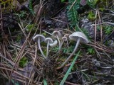 Mycena aetites image