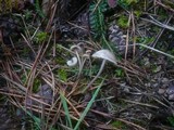 Mycena aetites image