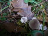 Mycena metata image