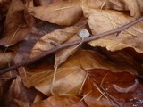 Mycena vitilis image