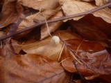 Mycena vitilis image