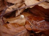 Mycena vitilis image
