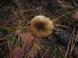 Russula puellaris image