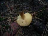 Russula puellaris image