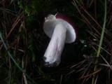 Russula xerampelina image