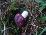 Russula xerampelina image