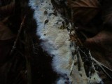 Amphinema byssoides image