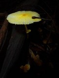 Leucocoprinus fragilissimus image