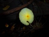 Leucocoprinus fragilissimus image