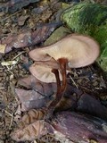 Lentinus velutinus image
