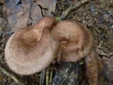 Lentinus velutinus image