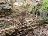Mycena alcalina image