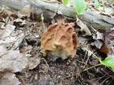 Gyromitra brunnea image