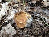 Gyromitra brunnea image