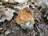 Gyromitra brunnea image