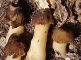 Verpa conica image