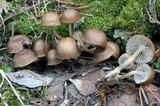 Mycena overholtsii image
