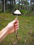 Panaeolus antillarum image