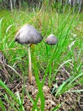 Panaeolus antillarum image