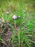 Panaeolus antillarum image