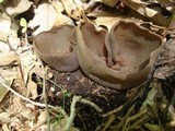 Peziza phyllogena image
