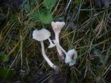 Cuphophyllus niveus image