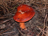 Lactarius subviscidus image