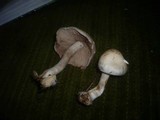Hebeloma crustuliniforme image