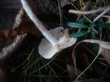 Hebeloma leucosarx image