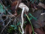 Hebeloma leucosarx image