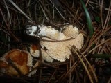 Hydnum rufescens image