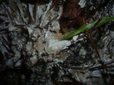 Postia rennyi image